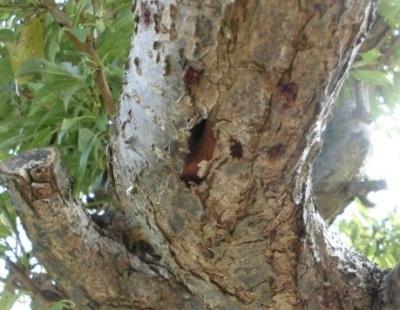 クビアカツヤカミキリの被害樹木