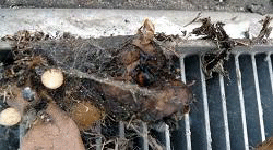 セアカゴケグモの巣