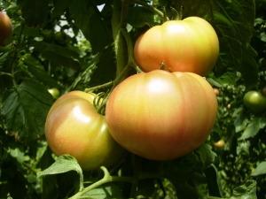 トマトの収穫前の写真