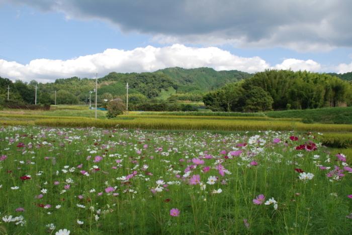 山の辺の道周辺のコスモス