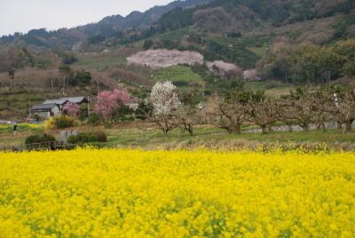 山の辺の道周辺の菜の花