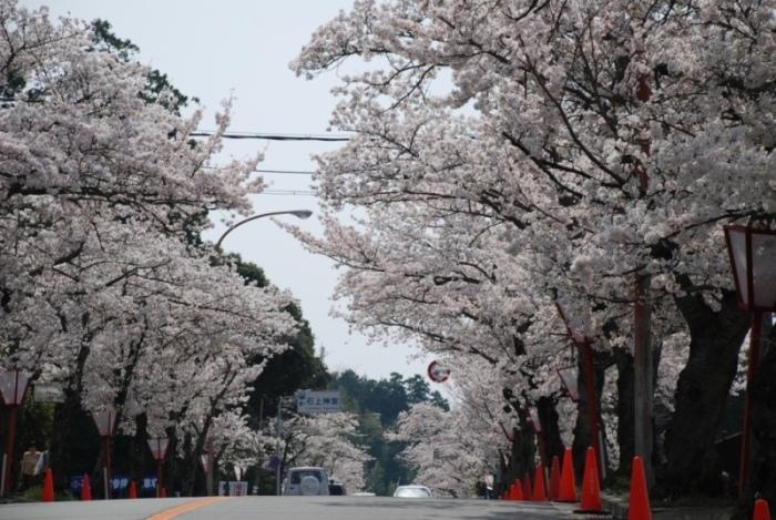 石上神宮付近の桜