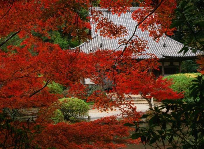 長岳寺のもみじ