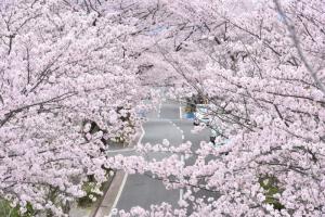 天理高校付近の桜