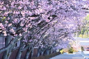 天理教協会本部付近の桜