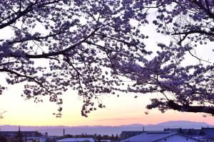 石上神宮の桜