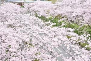 天理高校付近の桜