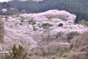 天理ダムの桜