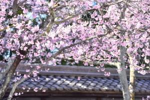 天理教協会本部付近の桜