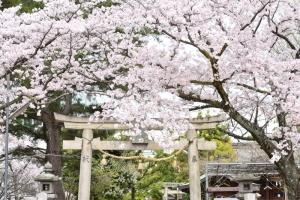 天理高校付近の桜