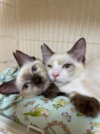 さくらねこの例