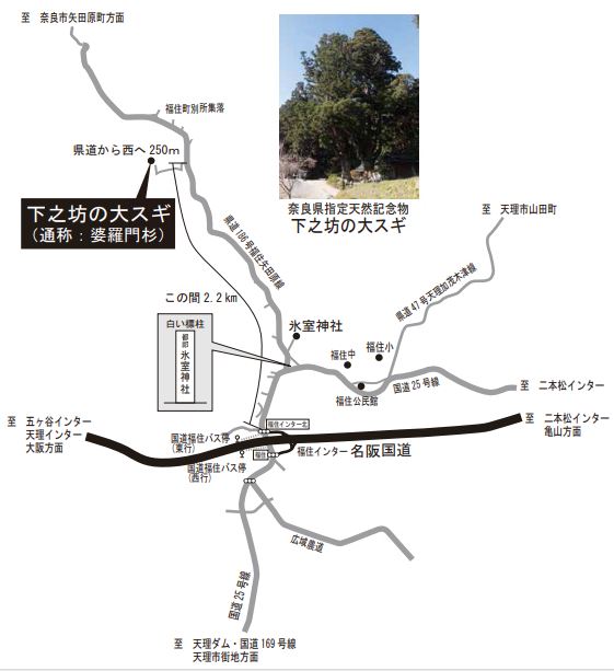 下之坊の大スギ現地案内図