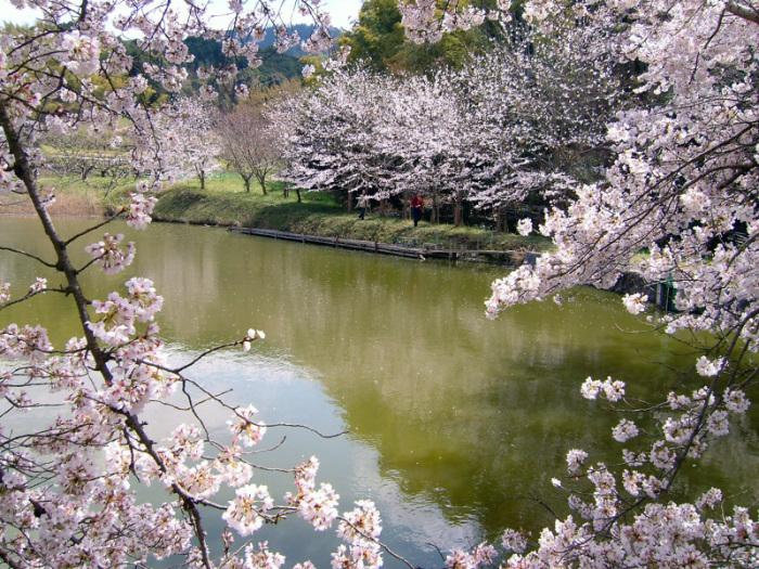 内山永久寺跡付近の桜