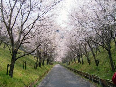 天理ダム付近の桜