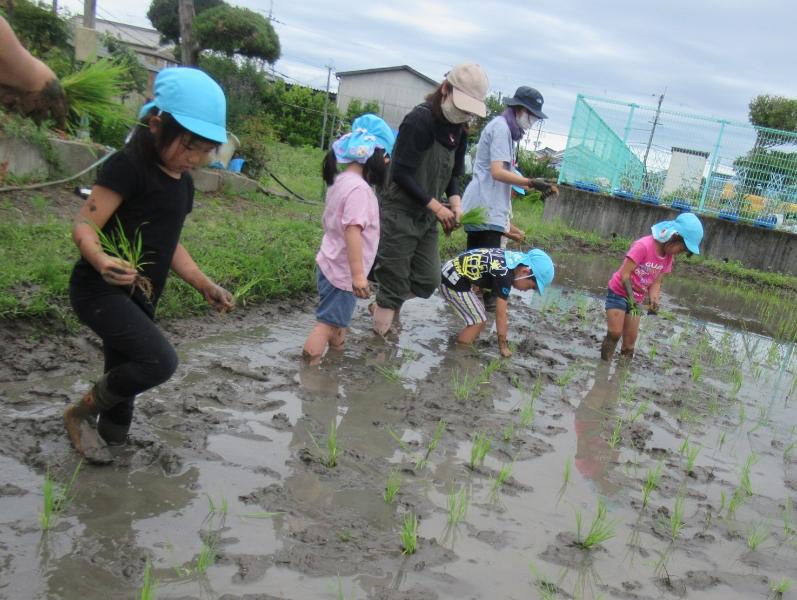 田植え