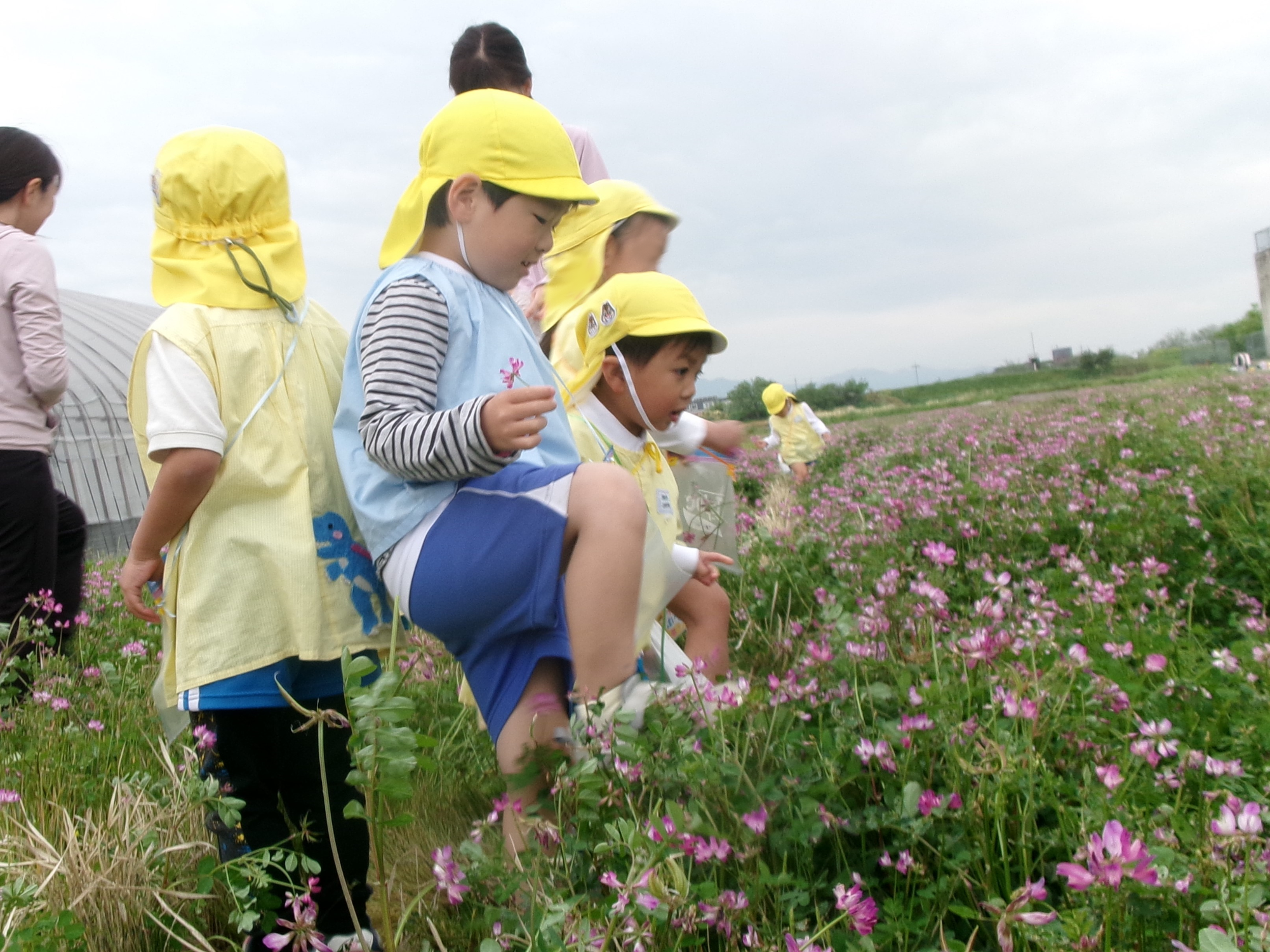 園外保育でレンゲ畑へ